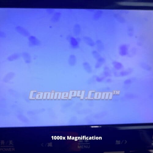 Breeder Canine Analysis Microscope 1000x - Image 3